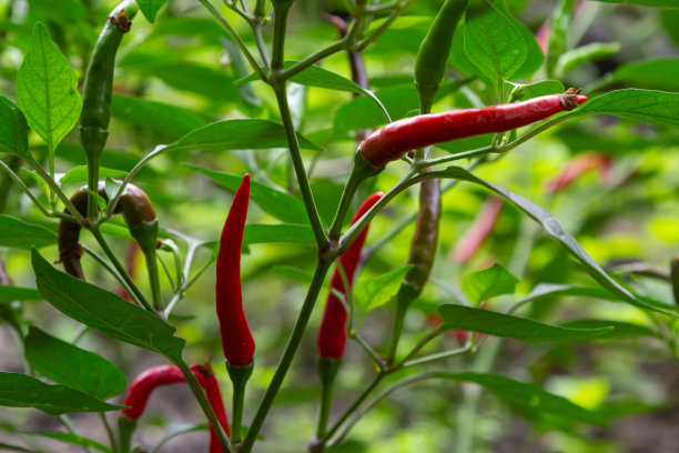 漂亮的红辣椒长在灌木丛上。农场里的红辣椒。花园里的红辣椒图片下载