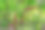 漂亮的红辣椒长在灌木丛上。农场里的红辣椒。花园里的红辣椒图片下载