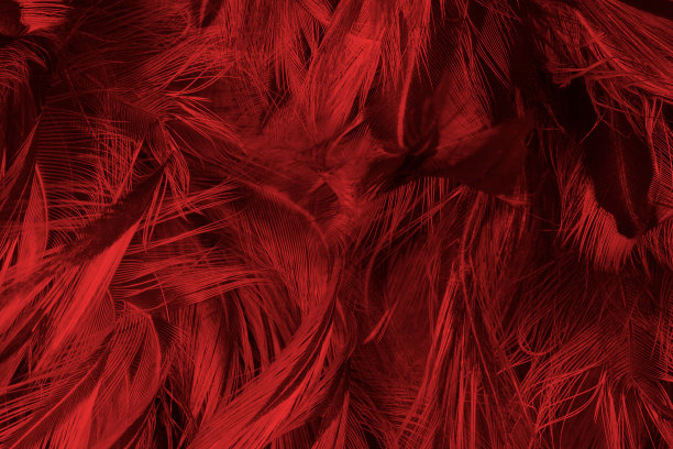 美丽的暗红色栗色羽毛图案纹理背景图片下载