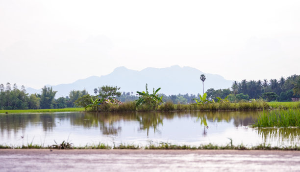 几天的大雨后，农村的稻田被淹了。图片下载