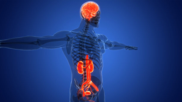 人体内部器官解剖学图片下载