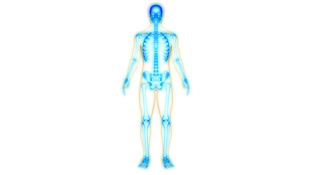 人体骨骼系统骨关节解剖学图片下载