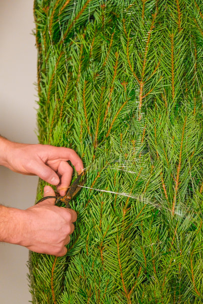 圣诞树开箱。包树。用手剪开圣诞树上的保护网。购买并安装一棵圣诞树。新年和圣诞节的象征图片下载