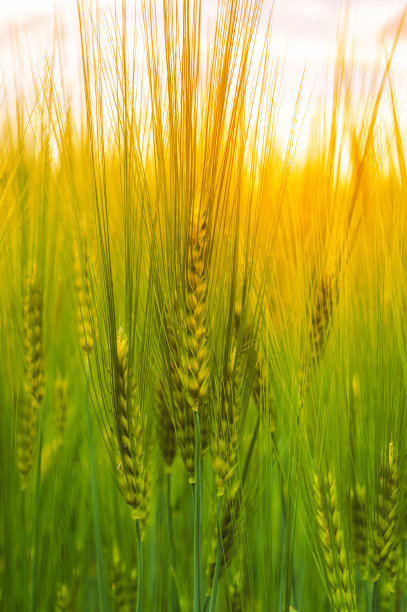 有长小穗的青稞，夏季生长在农田上图片下载