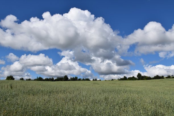 一片燕麦田图片下载