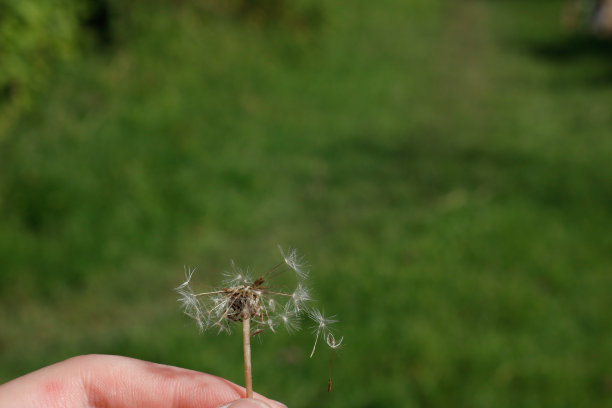 白色球状蒲公英花，背景孤立特写。图片下载