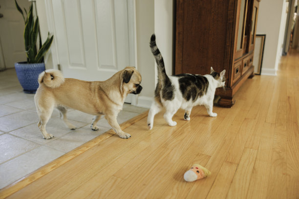 帕格和猫一起在房子里散步。图片下载