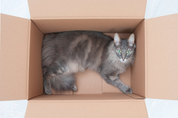 可爱的灰猫在纸板箱的特写图片下载