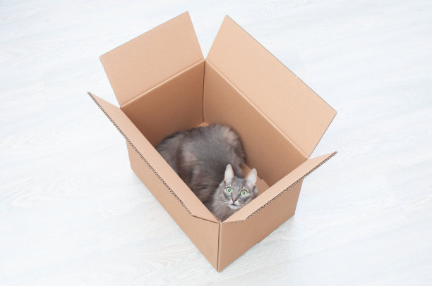 可爱的灰色猫在纸板箱在木制背景图片下载