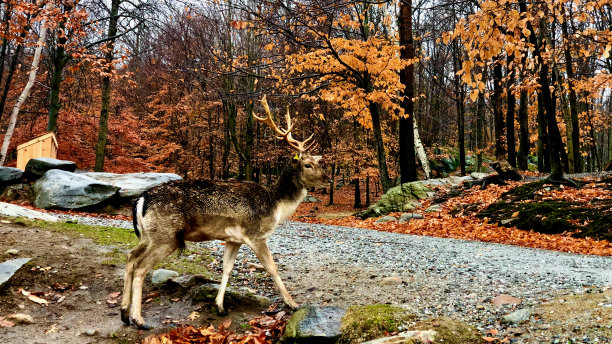 秋天路上的鹿的近景图片下载