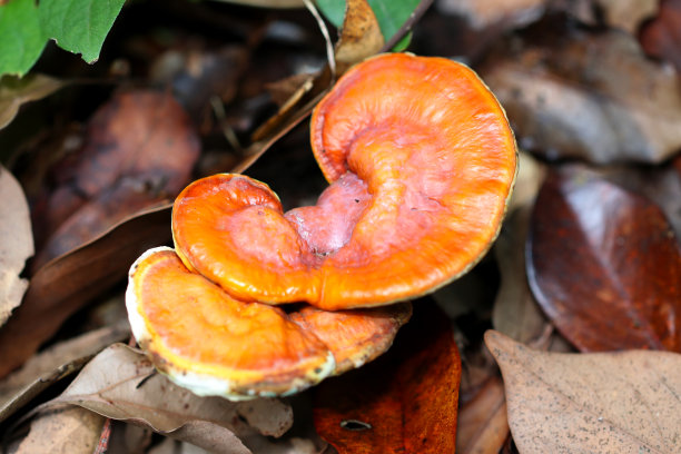 年轻的Mannentake (Reishi, Galucidum lucidum)，在落叶中向外张望。图片下载