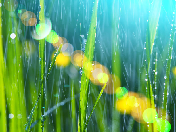 雨，公园里的大雨，森林里的雨，树林里的雨，森林里的大雨图片下载