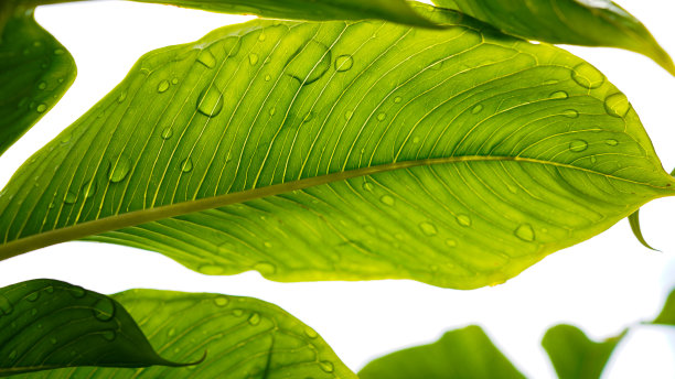 绿叶骨下的阳光，绿叶纹理的图案。图片下载