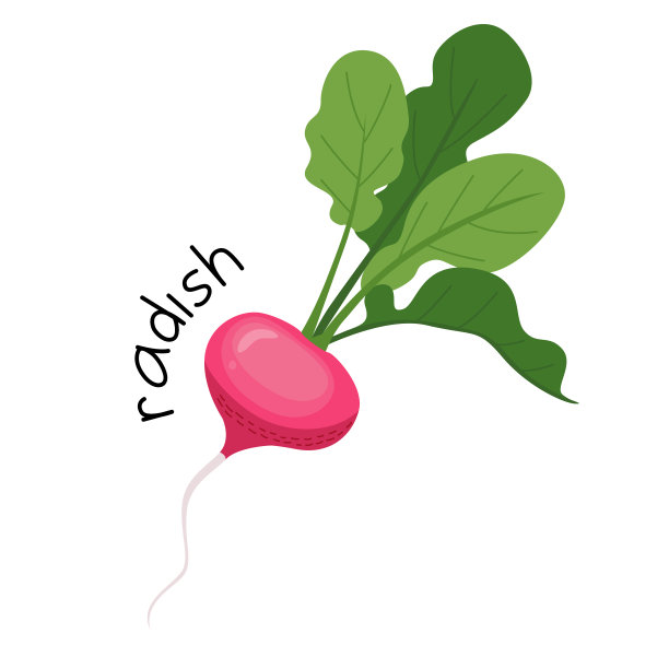 一个完整的成熟萝卜的矢量孤立插图图片下载