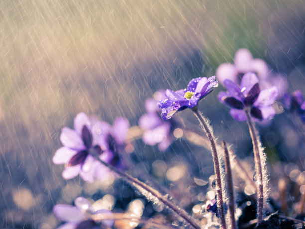 雨，公园里的大雨，森林里的雨，树林里的雨，森林里的大雨图片下载