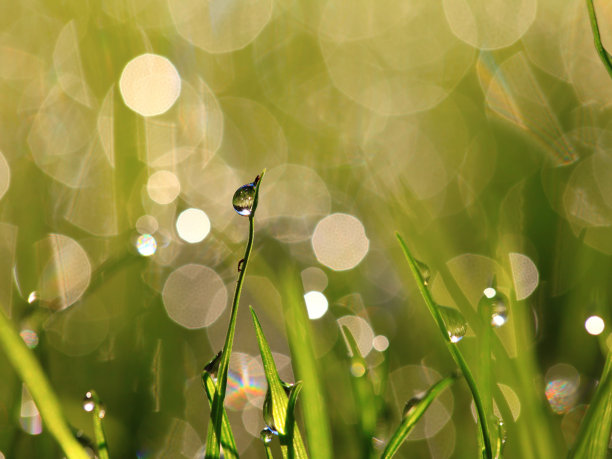 雨，公园里的大雨，森林里的雨，树林里的雨，森林里的大雨图片下载