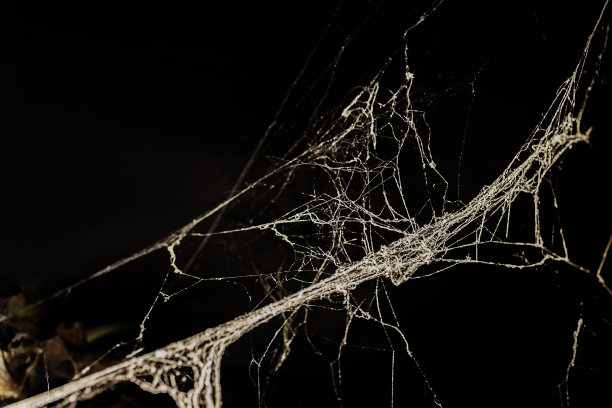 照片的真实蜘蛛网在黑暗的背景，万圣节的概念，文字的地方，孤立图片下载