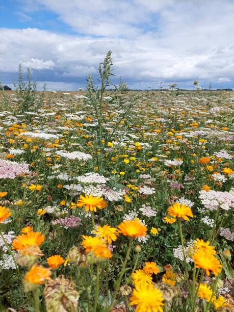 野花领域图片下载