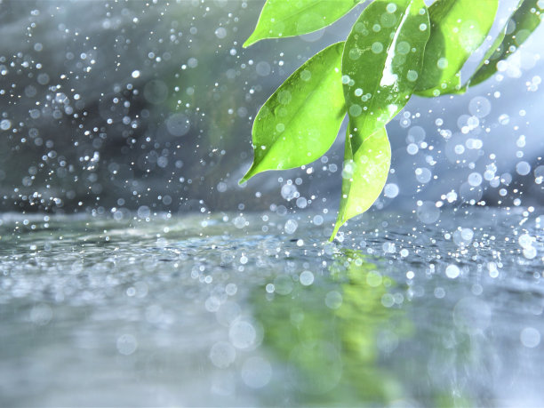 雨，公园里的大雨，森林里的雨，树林里的雨，森林里的大雨图片下载