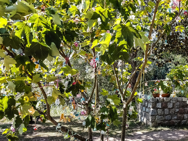 大自然，植物，树木，灌木，开花的大树在公园里图片下载