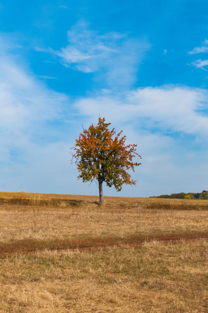 秋天大自然壁纸。田野里孤独的树。图片下载