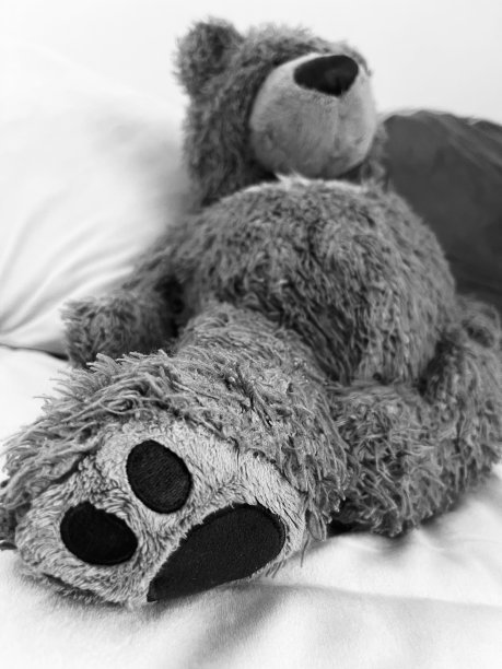 泰迪熊图片下载