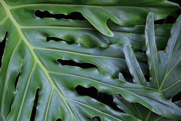 带花边的花楸树，热带丛林的怪兽叶图片下载