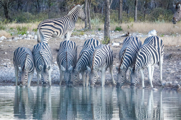 纳米比亚库内内地区埃托沙国家公园里的斑马图片下载