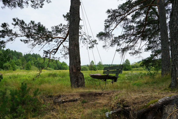 在树林间荡秋千图片下载