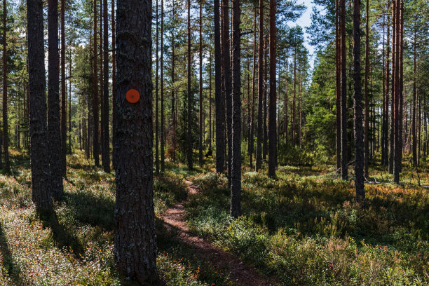 在芬兰，森林小径徒步小径旁的松树上有圆形的红色木质步道标记图片下载
