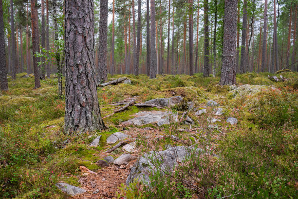 芬兰Salamajärvi国家公园的岩石小路图片下载