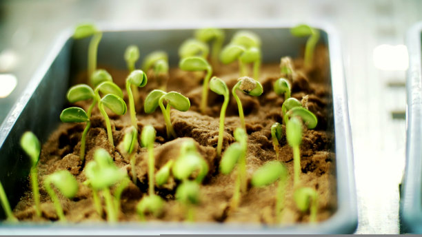 特写，土壤里的绿色嫩芽。在小箱子里，在实验室里，在一个特殊的房间里，种豆芽，发芽各种谷物的种子，培育农作物。图片下载
