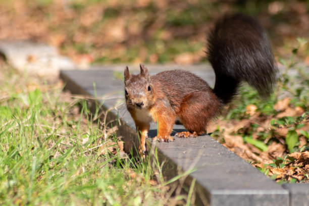 欧亚红松鼠，有着浓密的尾巴和红色的皮毛，寻找坚果，为寒冷的冬天和秋天做准备，在花园中堆起库存，跳跃，跳跃，在公园里敏捷可爱图片下载