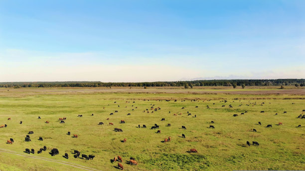 在草地上，在绿油油的草地上，许多棕色和黑色的纯种、繁殖的母牛、公牛正在吃草。在农场。夏天温暖的一天。航空视频。育种，选择奶牛，公牛图片下载