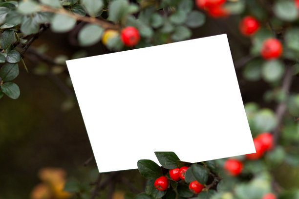 山茱萸(Cotoneaster splendens)是蔷薇科植物的一个属图片下载