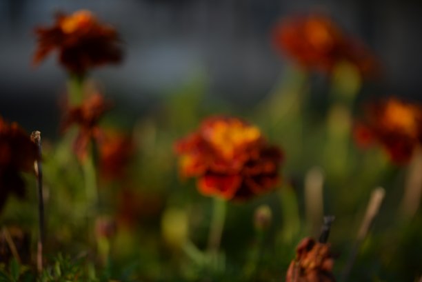 黄橙色的黑莓，万寿菊特写背景，在一个阳光明媚的日子，模糊的背景，花万寿菊特写背景在一个秋天阳光明媚的日子，橙色的万寿菊颜色，红色的花图片下载