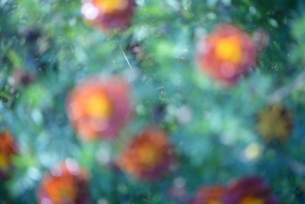 黄橙色的黑莓，万寿菊特写背景，在一个阳光明媚的日子，模糊的背景，花万寿菊特写背景在一个秋天阳光明媚的日子，橙色的万寿菊颜色，红色的花图片下载