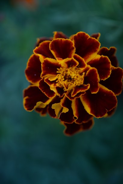 黄橙色的黑莓，万寿菊特写背景，在一个阳光明媚的日子，模糊的背景，花万寿菊特写背景在一个秋天阳光明媚的日子，橙色的万寿菊颜色，红色的花图片下载