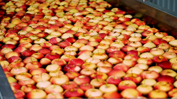 新鲜采摘的苹果收获。水果生产厂清洗苹果的过程，水果仓库的专用浴盆、包装浴盆。在工厂给苹果分类。食品行业图片下载