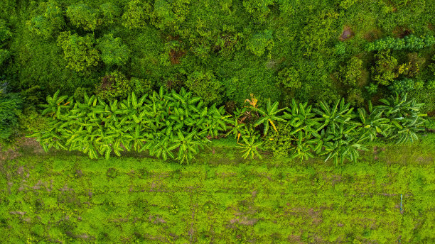 室外苗圃栽培树木和人工林鸟瞰图。泰国农村的香蕉种植园。培养业务。自然景观背景。图片下载