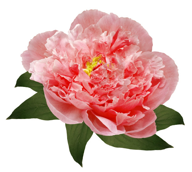 红色牡丹花在白色孤立的背景与修剪路径。特写镜头。为设计。大自然。图片下载