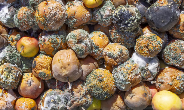 食物腐烂水果苹果质地图片下载