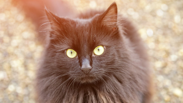 毛茸茸的黑猫长着绿色的眼睛，坐在地上动着耳朵图片下载