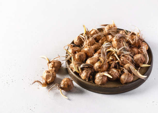装满秋番红花和番红花球茎的陶瓷盘（番红花）图片下载