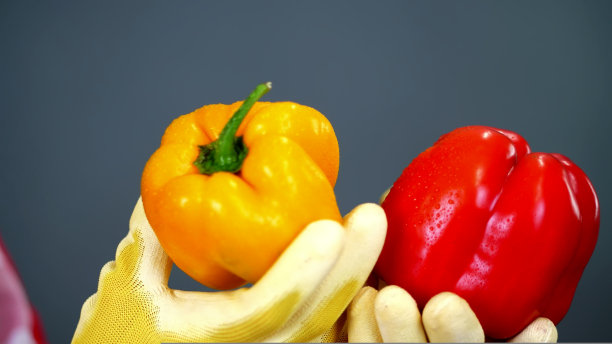 特写，女农民戴着手套的手在灰色背景下拿着一对甜椒，在工作室，健康的营养概念。图片下载