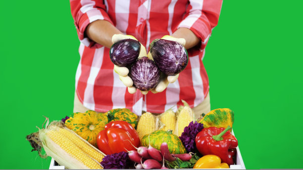 特写，女性的手戴着手套，保持蔬菜，茄子在Chromakey，绿色背景和一个装满不同蔬菜的盒子，在工作室。作物计数的概念，蔬菜的收获图片下载