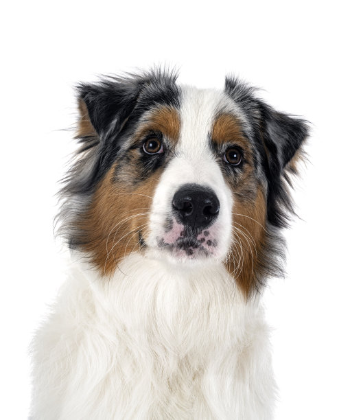 在工作室里的澳大利亚牧羊犬图片下载