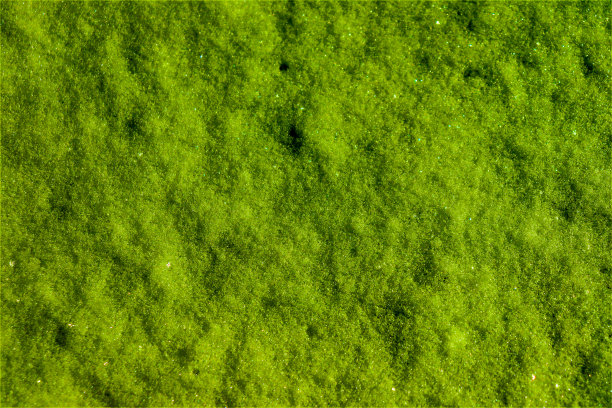 绿色的背景图片下载