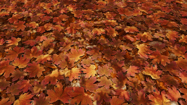 枫叶在地上图片下载