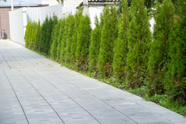 沿路长着几棵低矮的槐树。图片下载